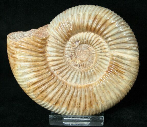 Perisphinctes Ammonite - Jurassic #17063